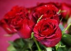 В центре Эстонии появился невероятный «мир роз»